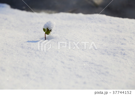 雪と芽 雪と芽 37744152