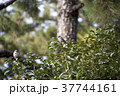 二羽のすずめ 37744161