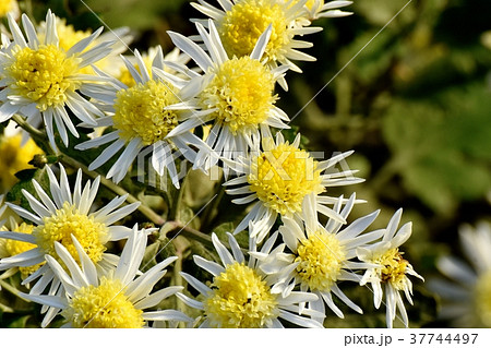 東京都三鷹市の植物 三鷹中原に咲く白いスプレーギク 37744497
