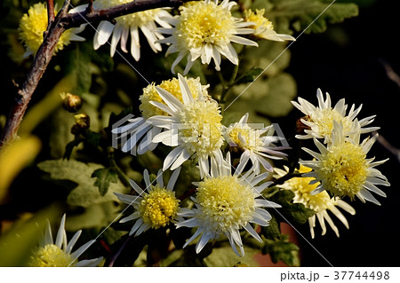 東京都三鷹市の植物 三鷹中原に咲く白いスプレーギク 東京都三鷹市の植物 三鷹中原に咲く白いスプレーギク 37744498