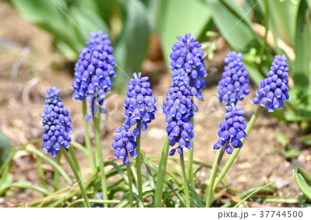 東京都三鷹市の植物 三鷹中原に咲くムスカリ 東京都三鷹市の植物 三鷹中原に咲くムスカリ 37744500