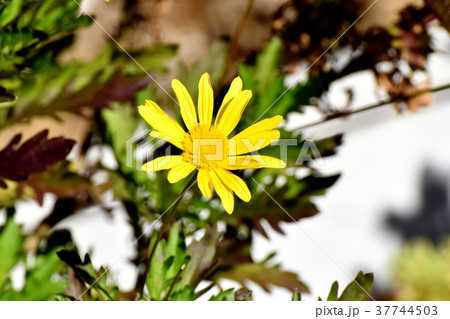 東京都三鷹市の植物 三鷹中原に咲く黄色いマーガレットコスモス 37744503