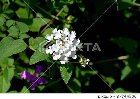 東京都三鷹市の植物 三鷹中原に咲くランタナ 東京都三鷹市の植物 三鷹中原に咲くランタナ 37744506