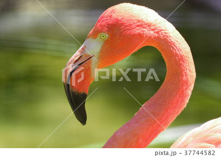 ベニイロフラミンゴ 37744582
