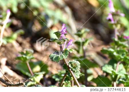 東京都三鷹市の植物 三鷹中原に咲くホトケノザ 37744615