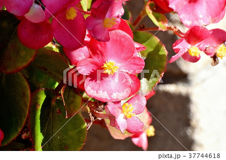 東京都三鷹市の植物 三鷹中原に咲く濃いピンクのベゴニア 37744618