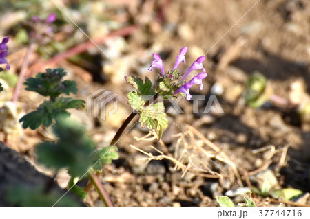 東京都三鷹市の植物 三鷹中原に咲くホトケノザ 東京都三鷹市の植物 三鷹中原に咲くホトケノザ 37744716
