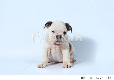 purebred English Bulldog puppy action on white 37744818