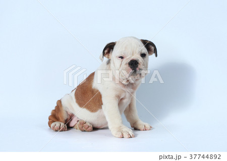 purebred English Bulldog puppy action on white  37744892