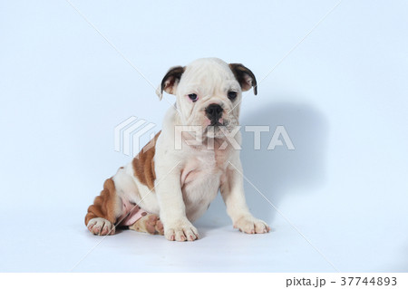 purebred English Bulldog puppy action on white  37744893