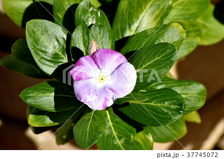東京都三鷹市の植物 三鷹中原に咲く薄紫のニチニチソウ 東京都三鷹市の植物 三鷹中原に咲く薄紫のニチニチソウ 37745072