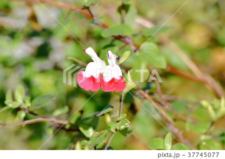 東京都三鷹市の植物 三鷹中原に咲く赤と白のサルビアミクロフィラ 東京都三鷹市の植物 三鷹中原に咲く赤と白のサルビアミクロフィラ 37745077