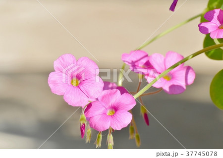 東京都三鷹市の植物 三鷹中原に咲くムラサキカタバミ 37745078