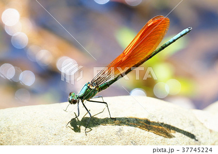 ニホンカワトンボ（未成熟・オス） 37745224