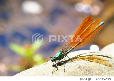 ニホンカワトンボ（未成熟・オス） 37745249
