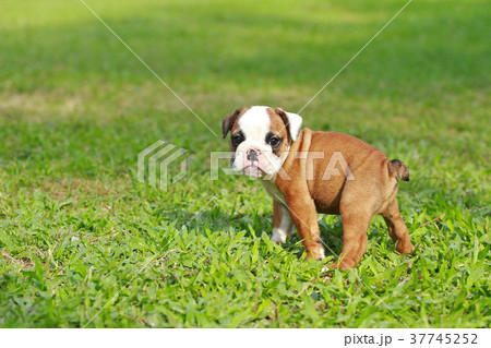 english bulldog puppy enjoy life on greensward 37745252