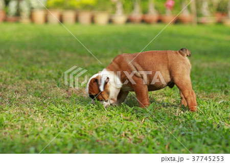 english bulldog puppy enjoy life on greensward 37745253