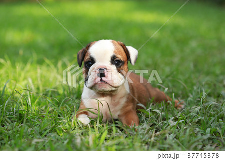 english bulldog puppy enjoy life on greensward english bulldog puppy enjoy life on greensward 37745378