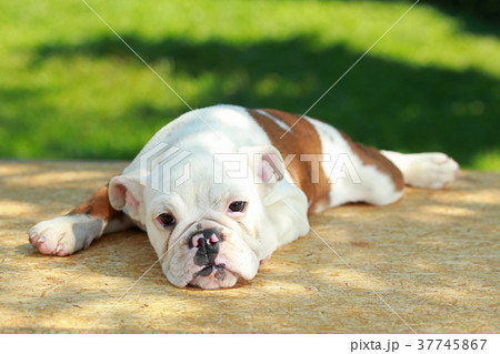 English Bulldog in Natural green English Bulldog in Natural green 37745867