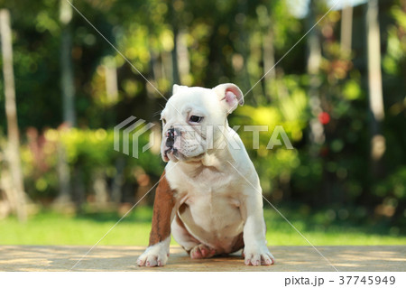 English Bulldog in Natural green 37745949