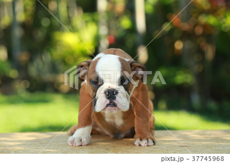 English Bulldog in Natural green 37745968