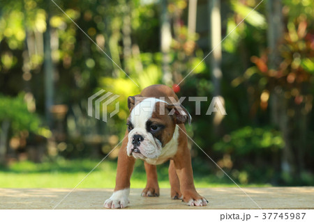 English Bulldog in Natural green 37745987