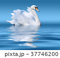 White swan on lake surface 37746200