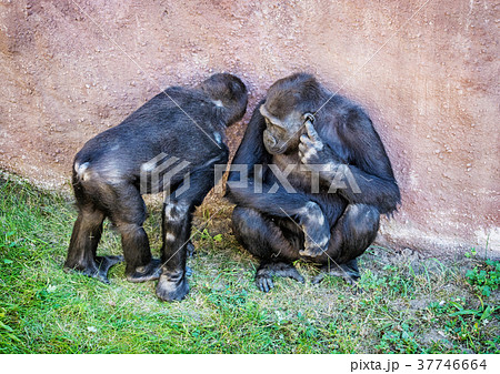 Young Western lowland gorilla 37746664