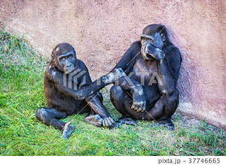 Young Western lowland gorilla Young Western lowland gorilla 37746665