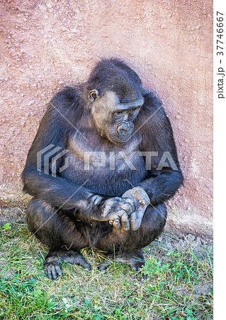 Western lowland gorilla is posing Western lowland gorilla is posing 37746667