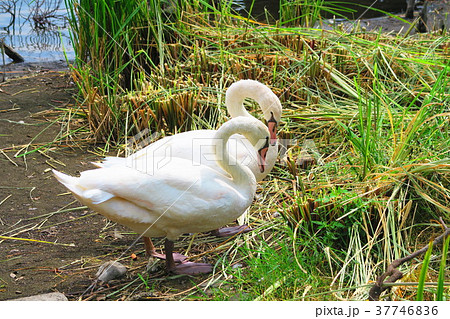千葉県の手賀沼のコブハクチョウのいる風景 千葉県の手賀沼のコブハクチョウのいる風景 37746836