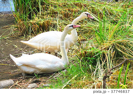 千葉県の手賀沼のコブハクチョウのいる風景 千葉県の手賀沼のコブハクチョウのいる風景 37746837