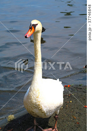 千葉県の手賀沼のコブハクチョウのいる風景 千葉県の手賀沼のコブハクチョウのいる風景 37746848