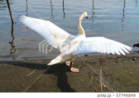 千葉県の手賀沼のコブハクチョウのいる風景 37746849