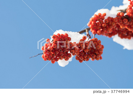 ナナカマドの実 37746994