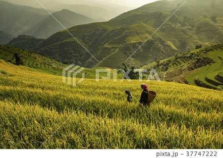 Rice fields on terraced in Muchangchai, Vietnam Rice fields on terraced in Muchangchai, Vietnam 37747222
