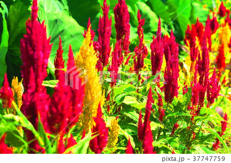 ケイトウ 37747759