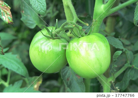 まだ若いミニトマトの実の写真素材