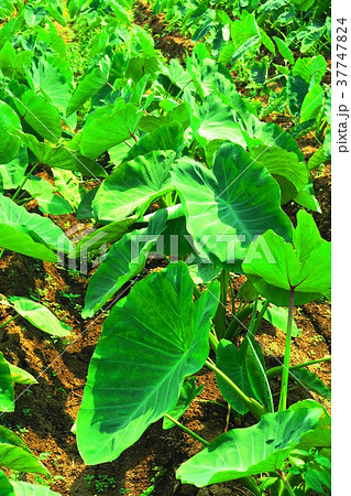 サトイモの葉の写真素材