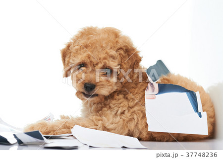 Naughty poodle puppy 37748236