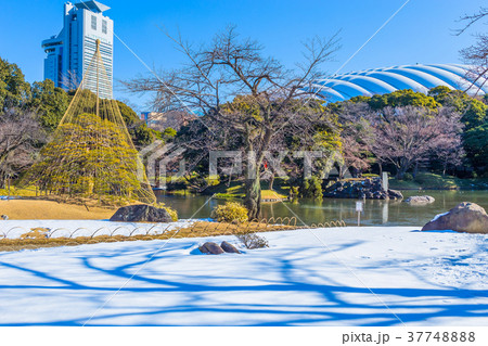 東京 冬の小石川後楽園 東京 冬の小石川後楽園 37748888