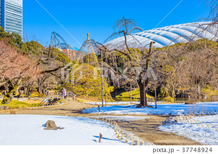 東京　冬の小石川後楽園 37748924
