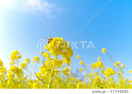 菜の花と蜜蜂と青空 37749085