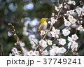 メジロと梅の花 37749241