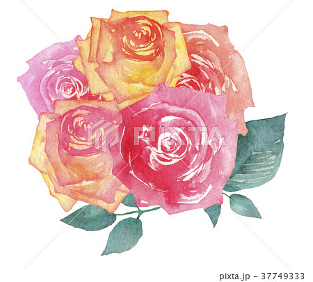 薔薇 花束 赤 ピンク 水彩 イラストのイラスト素材
