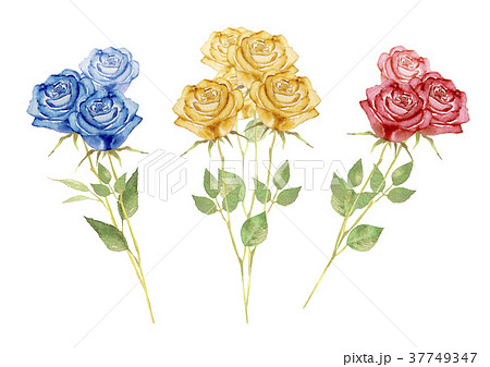 薔薇 花束 赤 青 黄色 水彩 イラストのイラスト素材