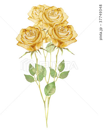 薔薇 花束 黄色 水彩 イラストのイラスト素材
