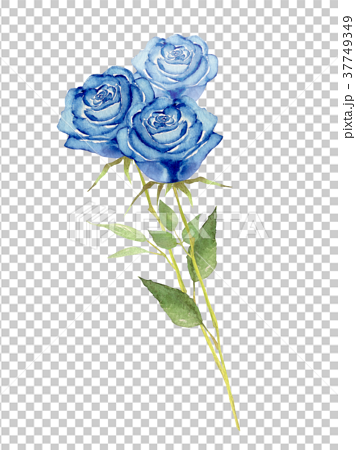 薔薇 花束 青 水彩 イラストのイラスト素材