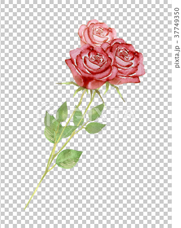 薔薇 花束 赤 水彩 イラストのイラスト素材