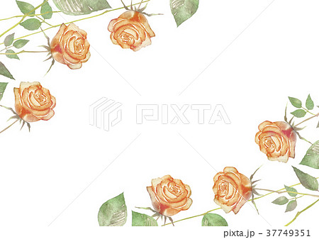薔薇 フレーム オレンジ色 水彩 イラストのイラスト素材 37749351 Pixta